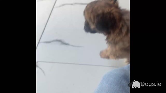Toy Shihpoo puppies (Shih Tzu x Poodle) in Wexford - Video