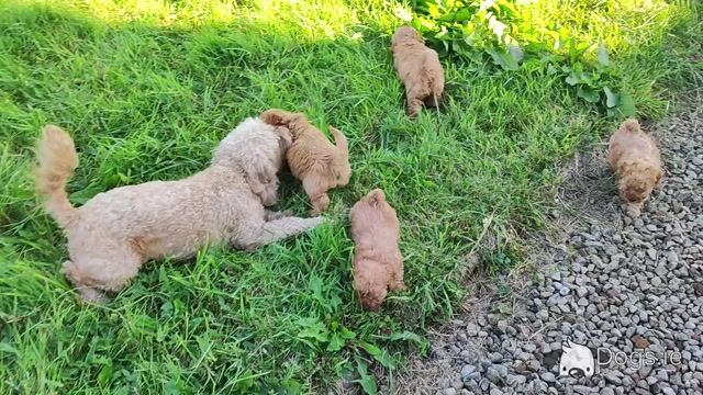 Miniature F1B Cockapoo puppies - 1 girl and 1 boy available- in Cavan - Video