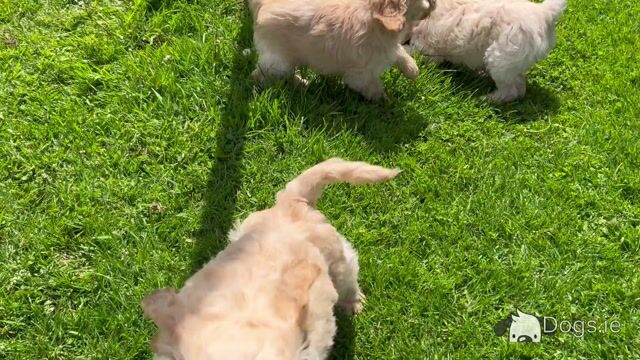Adorable Cockapoo puppies in Monaghan - Video